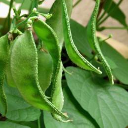 Pole Beans Seeds(Chedi Avarai)