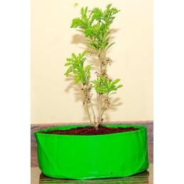 HDPE Grow Bag 18" X 09"(220 GSM)