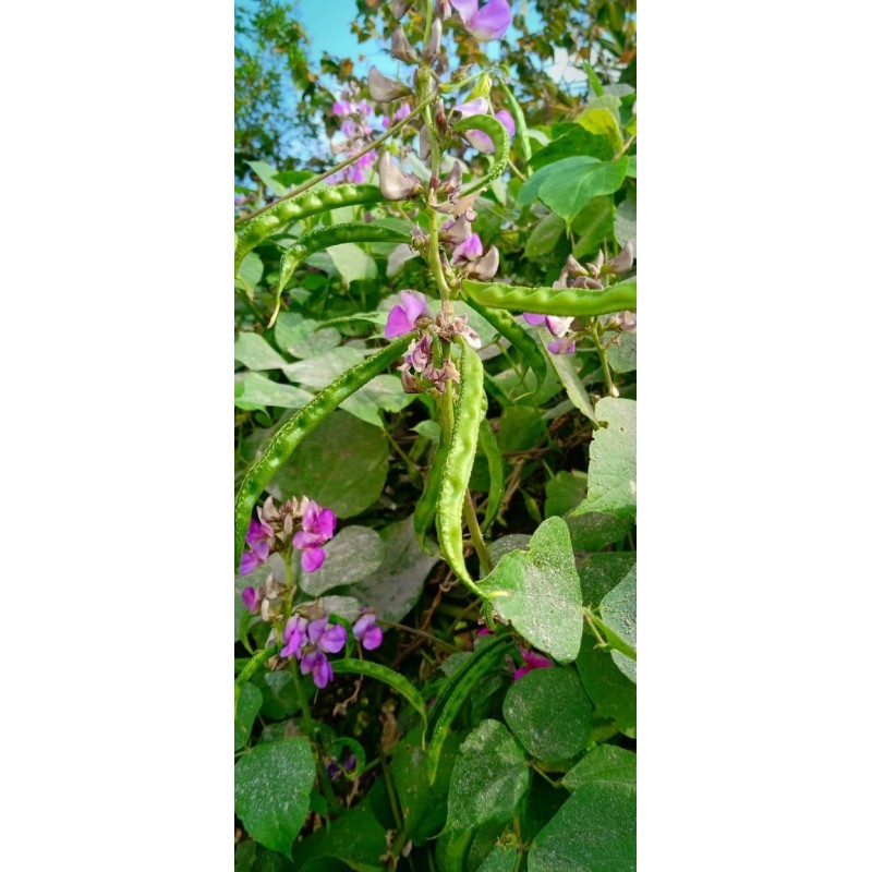 Climbing Pole Beans Seeds(Kodi Avarai)