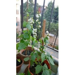 Pole Beans Seeds(Avarai)