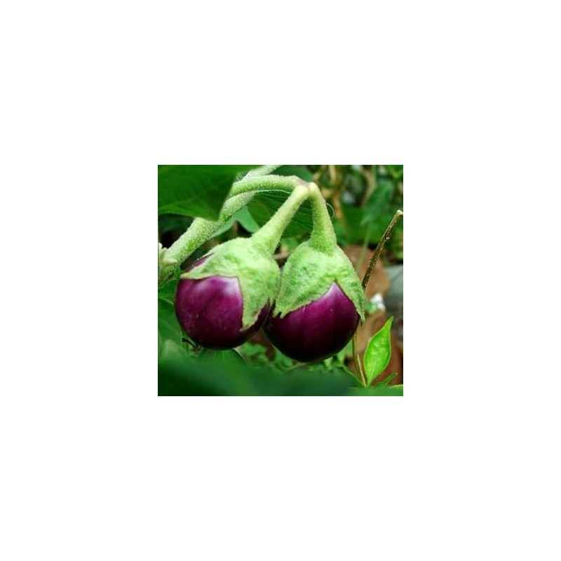 Brinjal Seeds(Purple)
