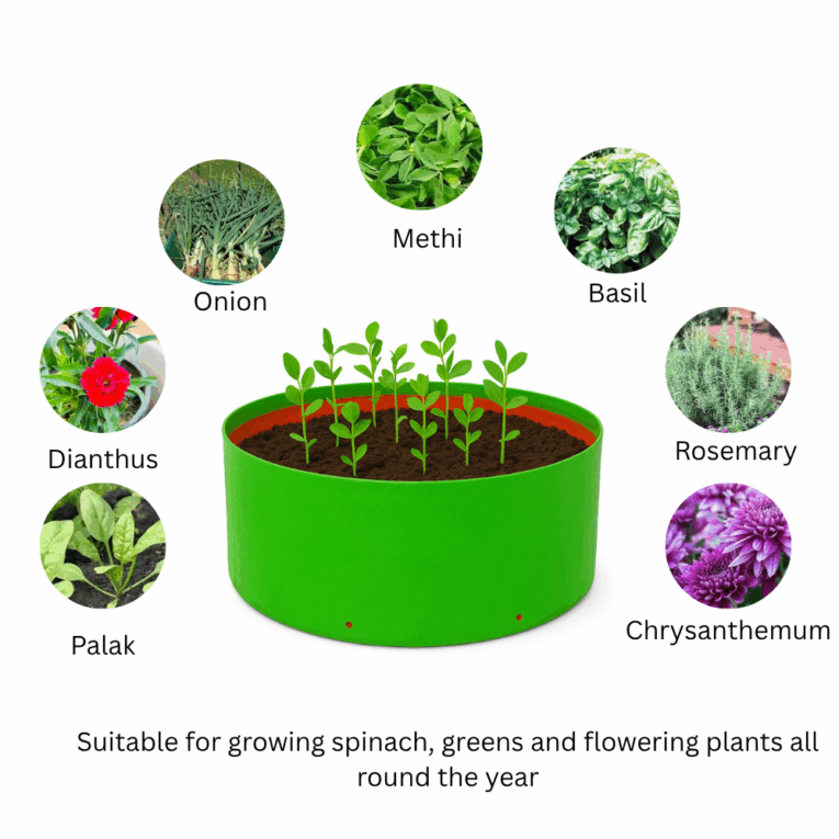 Plants to be grown in 15x06