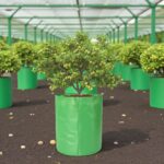 Buy 340 GSM grow bag online