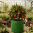 Suitable grow bags for fruit plants