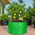 fruit grow bags