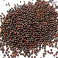 gobi seeds for terrace gardening