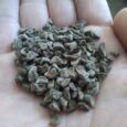 gongura seeds for home gardening
