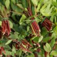 gongura seeds for home gardening