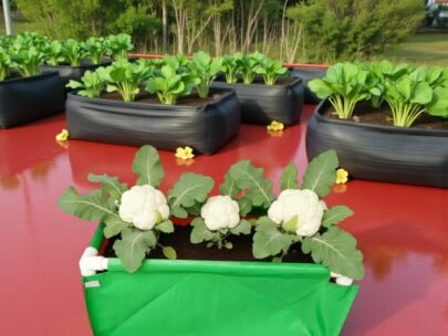 HDPE Rectangular Grow Bag 24"x12"x09" | 220GSM