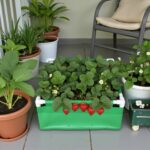 premium 220gsm rectangular grow bags online