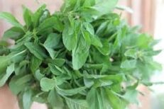 Tropical Amarnath Seeds