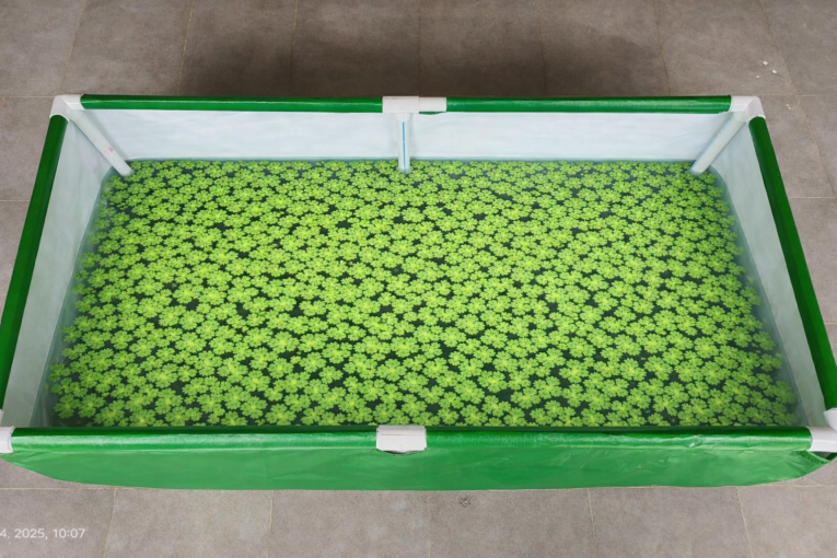 Aqua grow bag for azolla farming