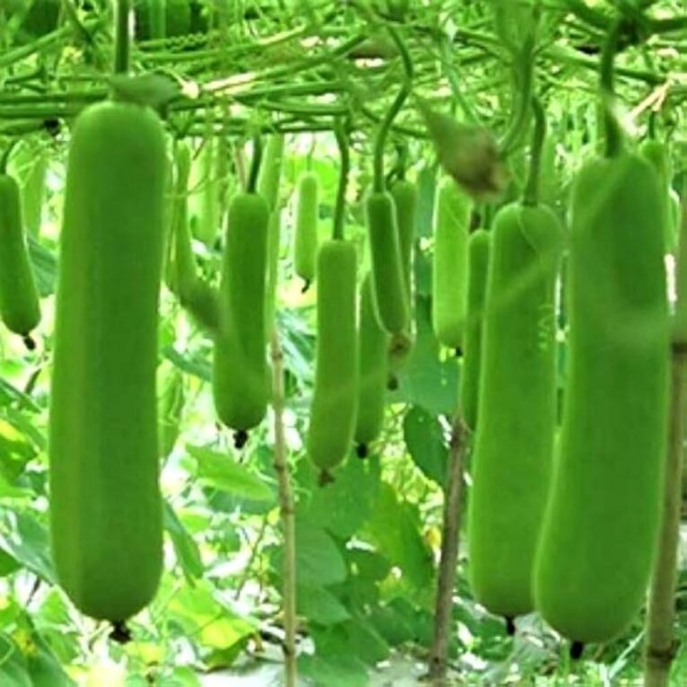 bottle gourd seeds for terrace gardening