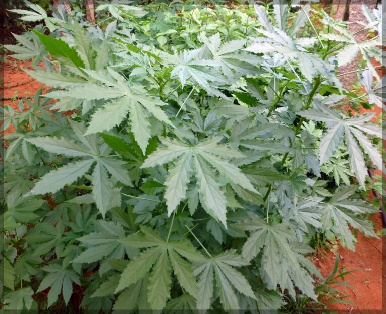 gongura green leaf seeds,