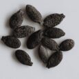 ridge gourd seeds for terrace gardening