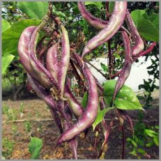 Climbing Pole Beans Seeds (kodi Avarai)