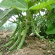 fast germination beans seeds