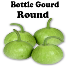 Bottle Gourd(Round) Seeds
