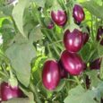 brinjal vegetable seeds
