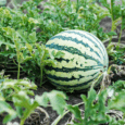 organic watermelon seeds