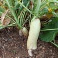 fast growing radish seeds