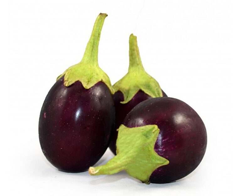 brinjal seeds for home garden