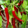 chilli seeds for home garden