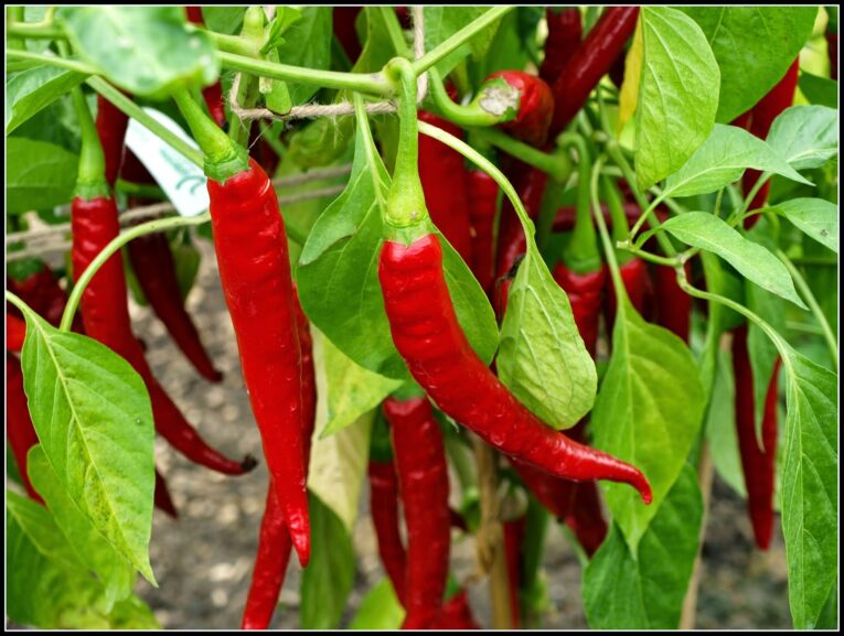 chilli seeds for home garden