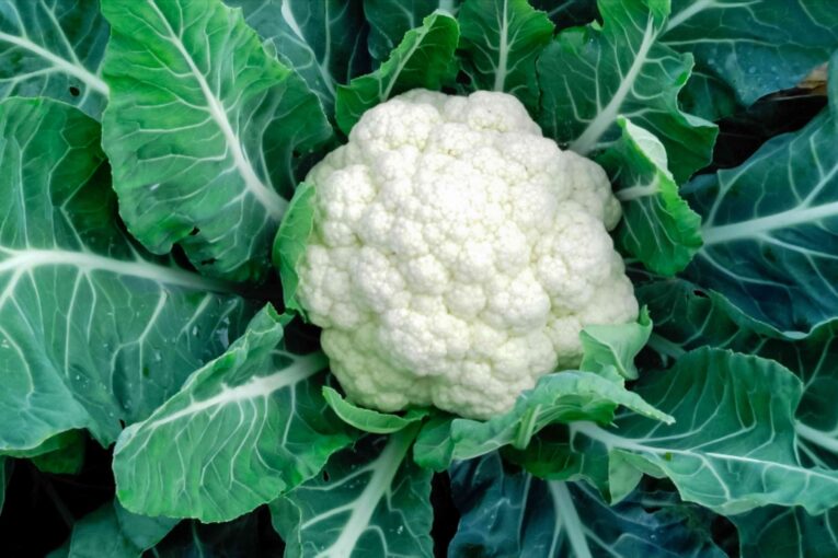 cauliflower seeds for home garden