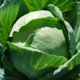 cabbage seeds for terrace gardening