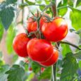 high yield tomato seeds