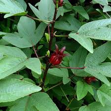 Red Gongura Seeds
