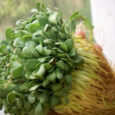 organic methi seeds,