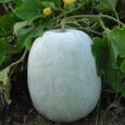 ash gourd seeds for terrace gardening