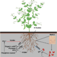 Rhizobium for organic farming