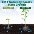 effective microorganisms EM solution for plants