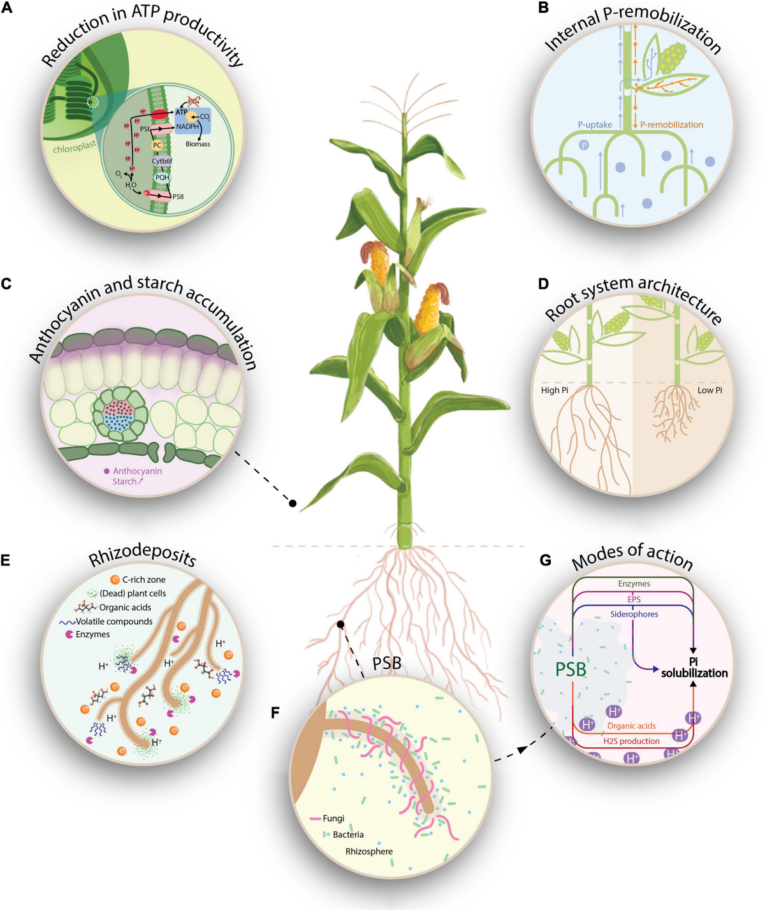 soil microbes fertilizer