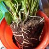 microbial fertilizer for plants