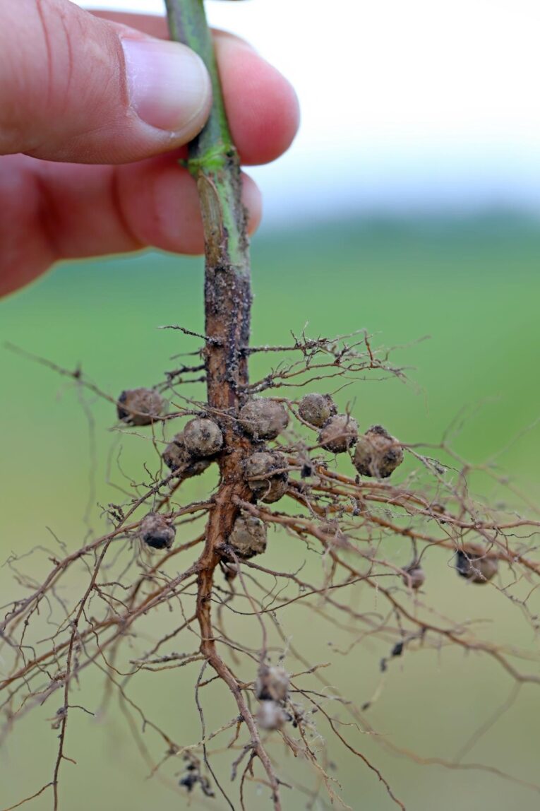 Organic farming fertilizer