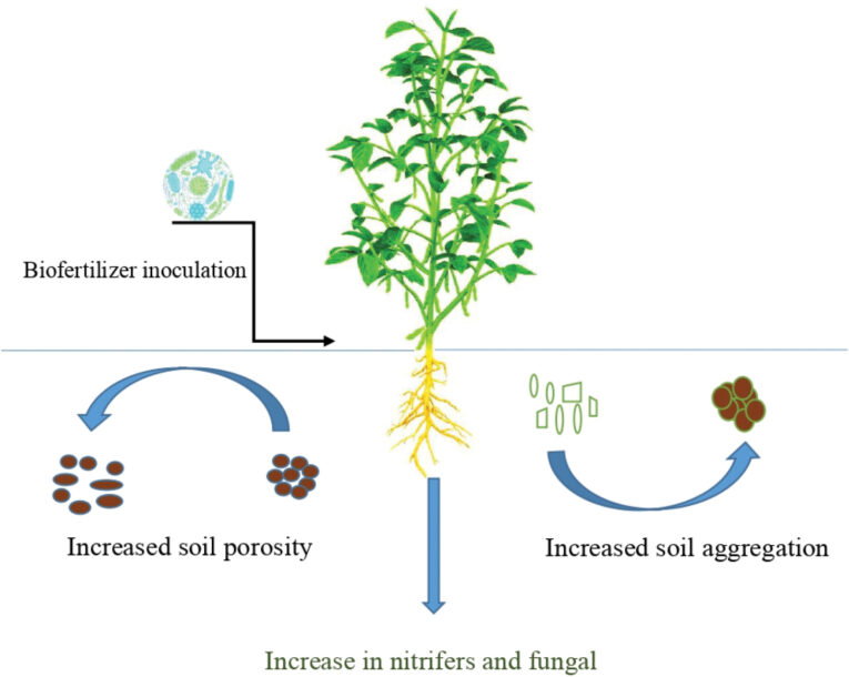 biofertilizer for vegetables