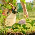 organic pest control for terrace gardening