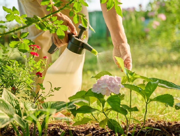 organic pest control for terrace gardening