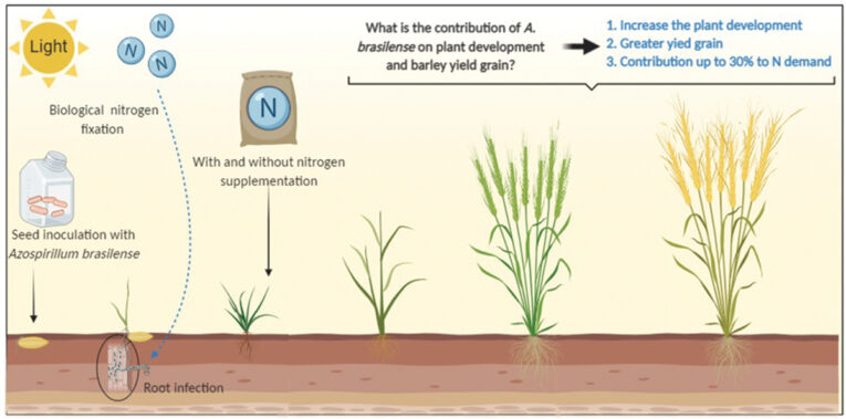 Nitrogen fixing bacteria fertilizer for crops