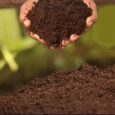 cocopeat loose