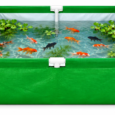 Best suitable for growing fishes
