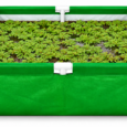 azolla bag