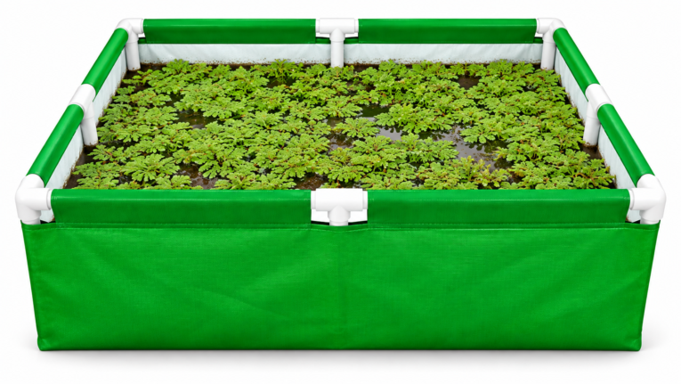 azolla bag
